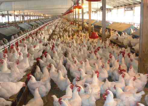 poultry-farm
