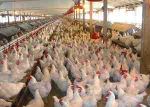 poultry-farm